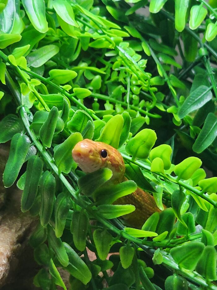 My Cute Little Corn Snake, Pharoah :)