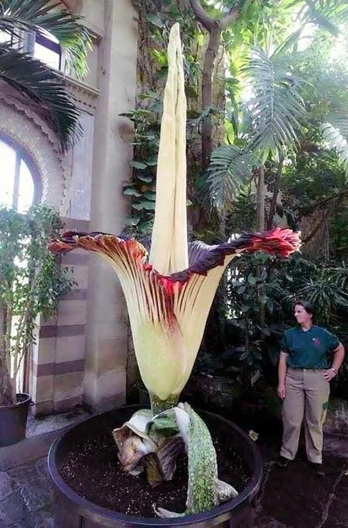 Amorphophallus Titanium, One Of The Largest Flowers In The World. It Blooms Once Every 40 Years Only For 4 Days!