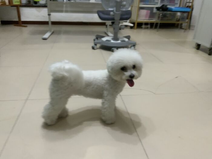 My Cello Teacher’s Dog Came To Visit During A Cello Lesson:)