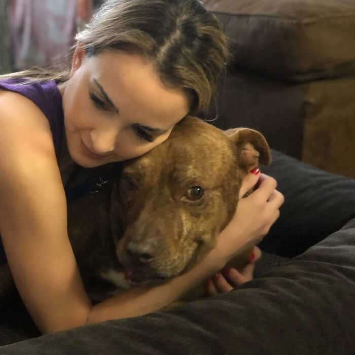 This Pit Bull Was Horrifically Abused For 10 Years Before He Found His Peace When Taken Into The Hands Of Kind-Hearted People