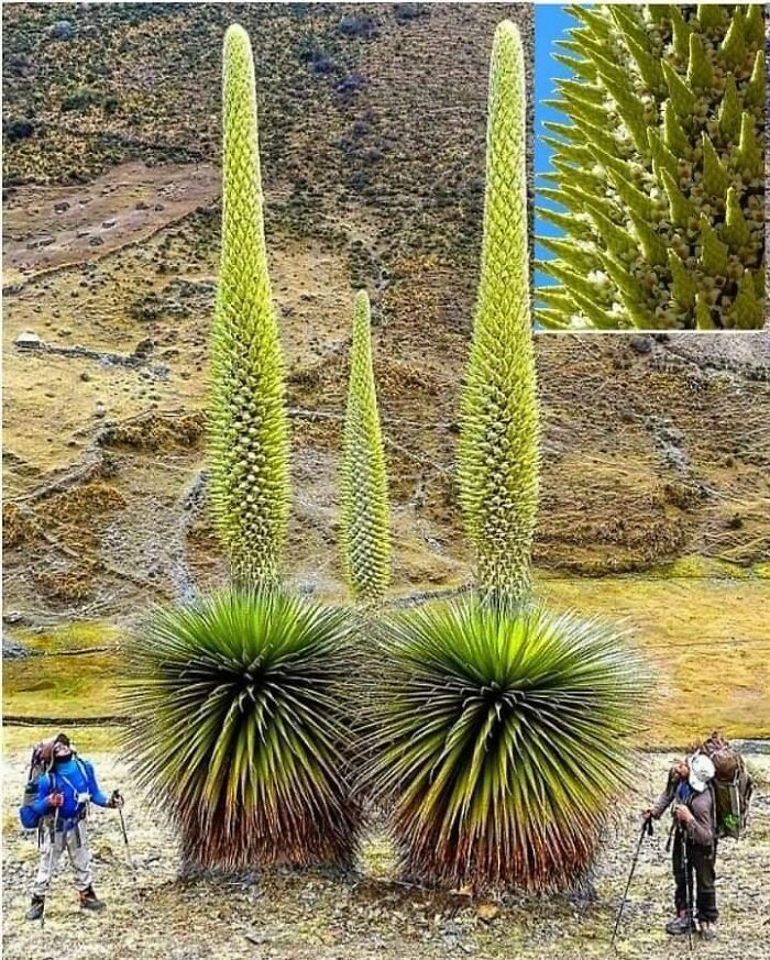 Once In 80 Years Puya Raimondii, Queen Of The Andes, Is The Largest Species Of Bromeliad, Reaching Up To 15 M (50 Ft) In Height And Carry 20,000 Flowers
