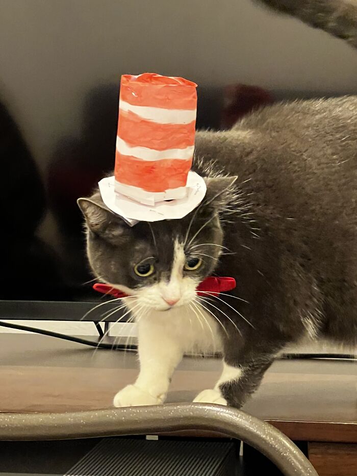 The Cat In The Hat! My Cat Dressed Up As The Cat In The Hat For Halloween. :)