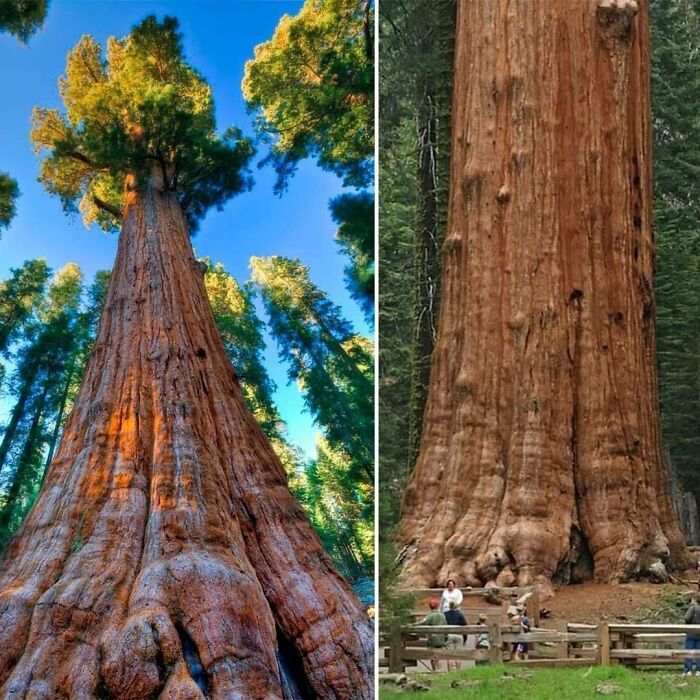 Largest Tree In The World