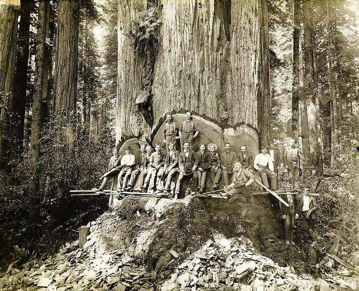 This Photo From The Early 1900s Shows Lumberjacks Cutting Down Humongous Redwoods In The Costal Area Of Northern California