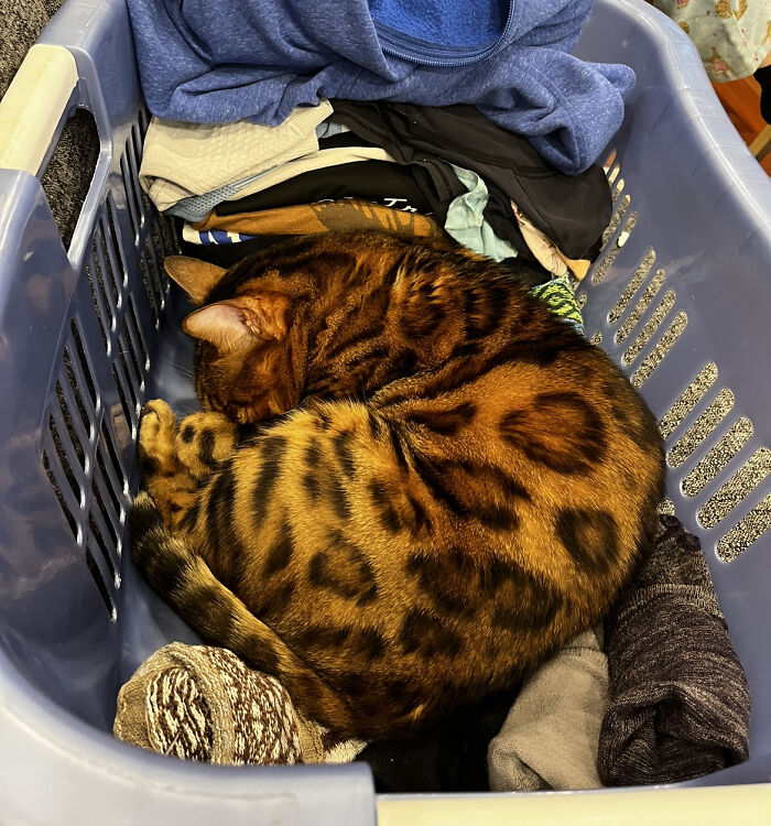 Laundry Leo