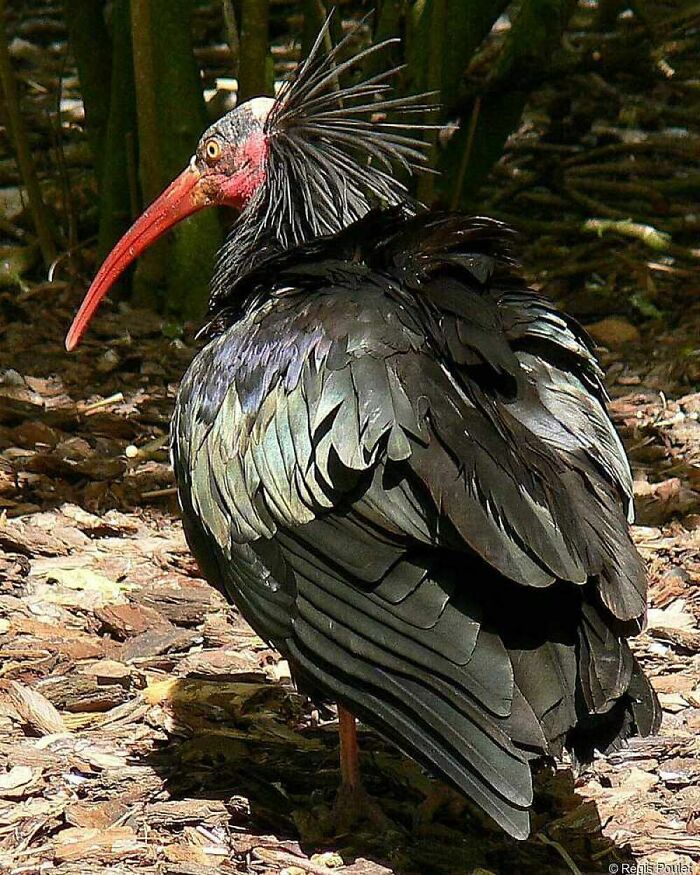 The Northern Bald Ibis, Or Waldrapp Is One Of The Rarest Birds On The Planet