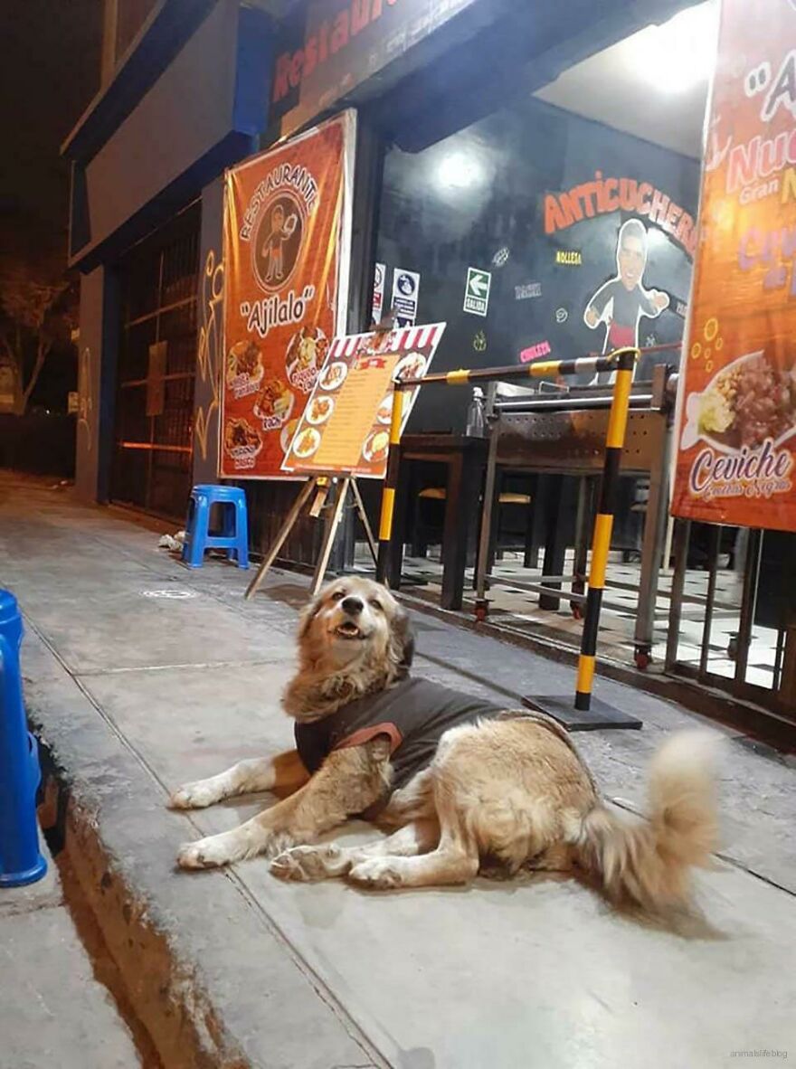 Restaurant Owner Feeds Every Homeless Dog That Visits