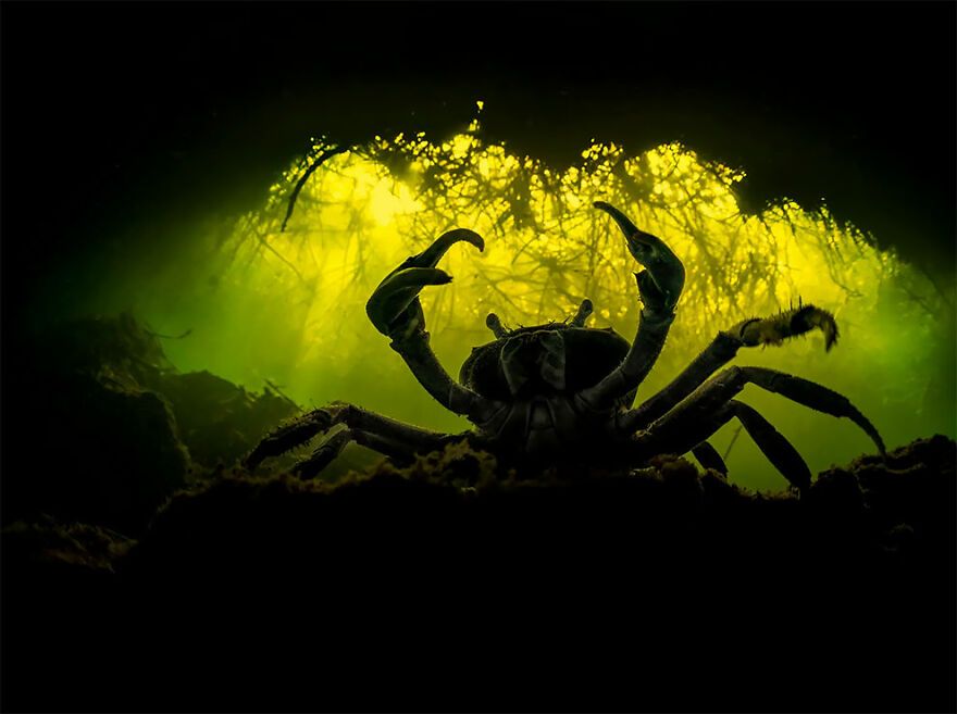 Winner Of Mangroves And Underwater: Blue Crab - Martin Broen, Mexico