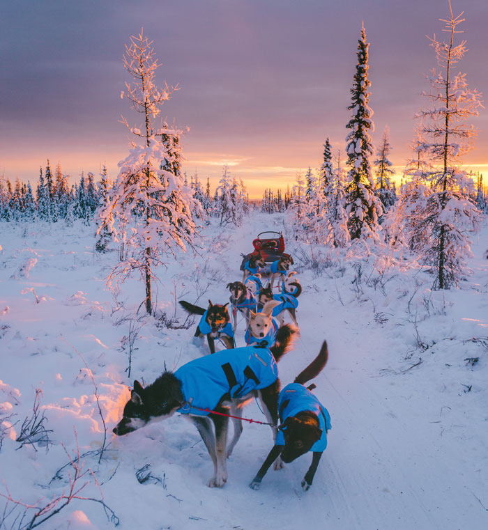 Dogsled Through The Alaskan Forest