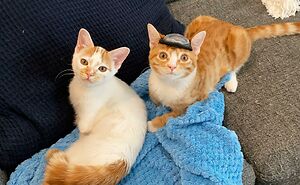 After Being Rescued, These Two Kittens Adapted To Their Disabilities Pretty Quickly And Are Now Living In A Foster Home