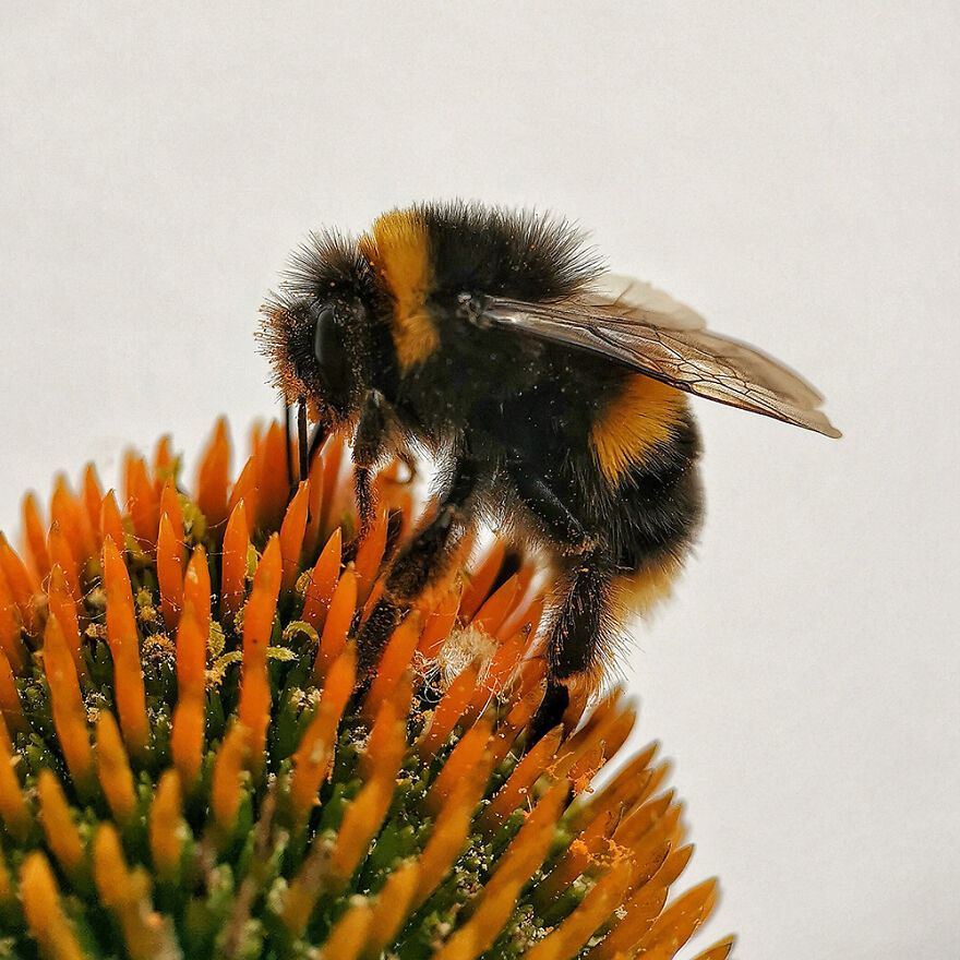 Macro And Details, 1st Place: Big Bumble By James Peck