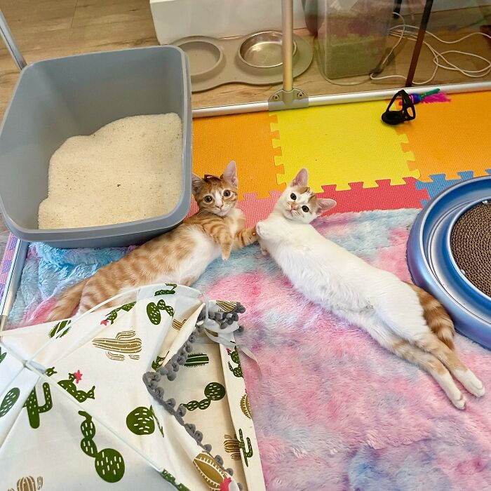 These Two Sibling Kittens Are Quite Different From Other Cats, But They Are Living Their Life To The Fullest After Being Rescued
