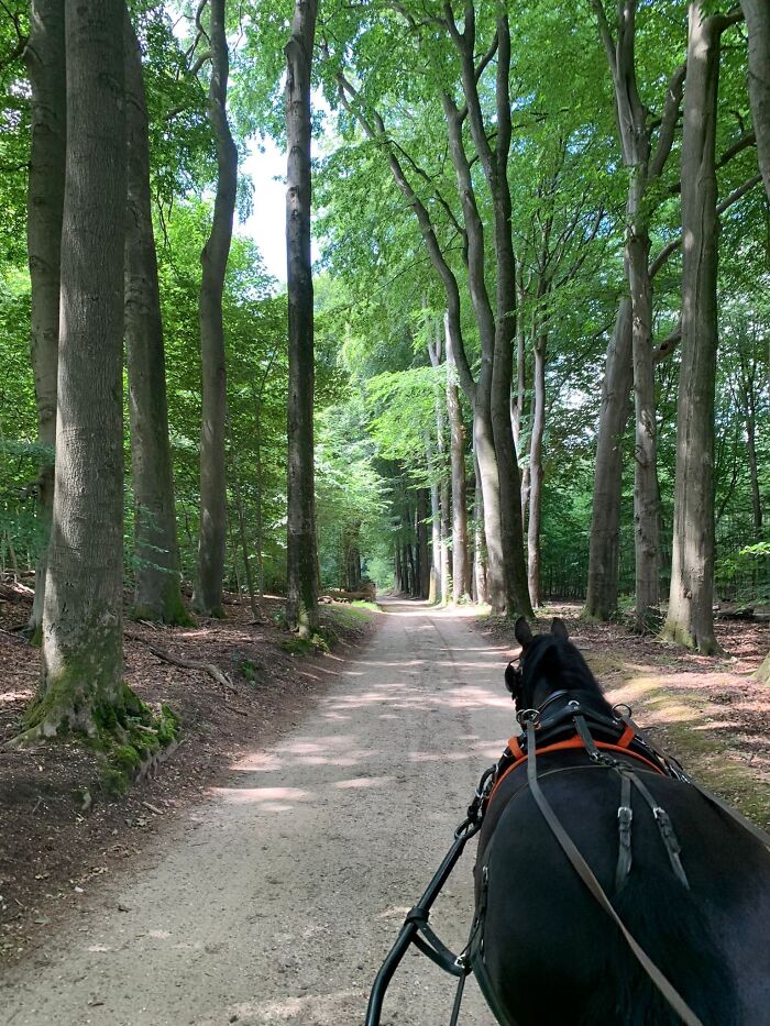 Exploring The Country With My Horse (The Netherlands)
