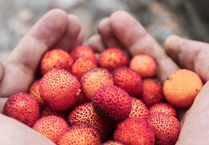 Lychees, A Christmas Treat In Madagascar