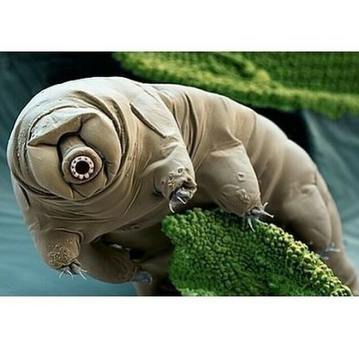 Tardigrades (Also Known As Waterbears Or Moss Piglets) Are Water-Dwelling, Segmented Micro-Animals, With Eight Legs