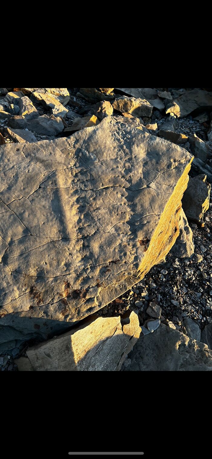 Arthroplura Tracks I Saw In Nova Scotia. The Tracks Here Were 2 Feet Wide And Roughly 4 Feet Long