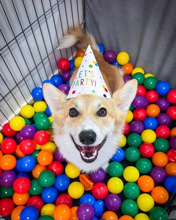 Meet Kobis - A Corgi That Knows Over 60 Tricks Including Riding A Skateboard, Painting, Playing Basketball And More Meet Kobis - A Corgi That Knows Over 60 Tricks Including Riding A Skateboard, Painting, Playing Basketball And More