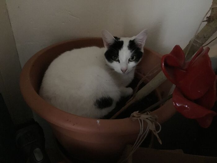 My Poor Umbrella Plant. Eanie Rudely Awakened By Me Wanting To Take A Picture Of Her Curled Up In The Plant Pot