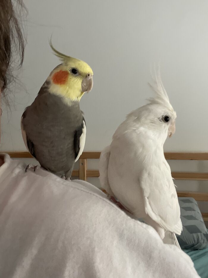 My Two Floofs, Stormy And Cloud. They Own Me :d