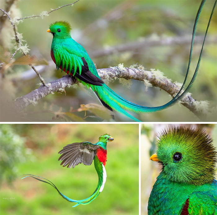 The majestic quetzal is a sacred symbol in Mesoamerica and the national bird of Guatemala, depicted on the country's flag.  They favor fruits in the avocado family, eating them whole before regenerating pits.  Basically making them avocados "the gardener" Their forest habitats