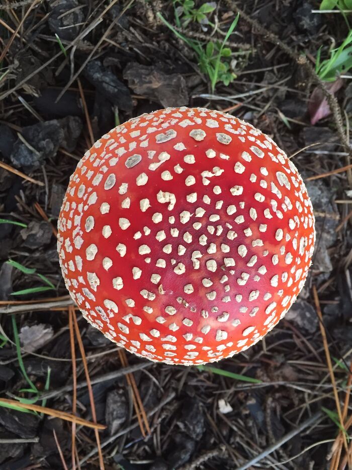This Beautiful Mushroom I Found Near My Grandparents House
