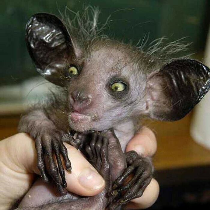 El Aye-Aye es un lémur, un primate estrepsirrino nativo de Madagascar que combina dientes parecidos a los de los roedores y un dedo medio especial y delgado para ocupar el mismo nicho ecológico que un pájaro carpintero