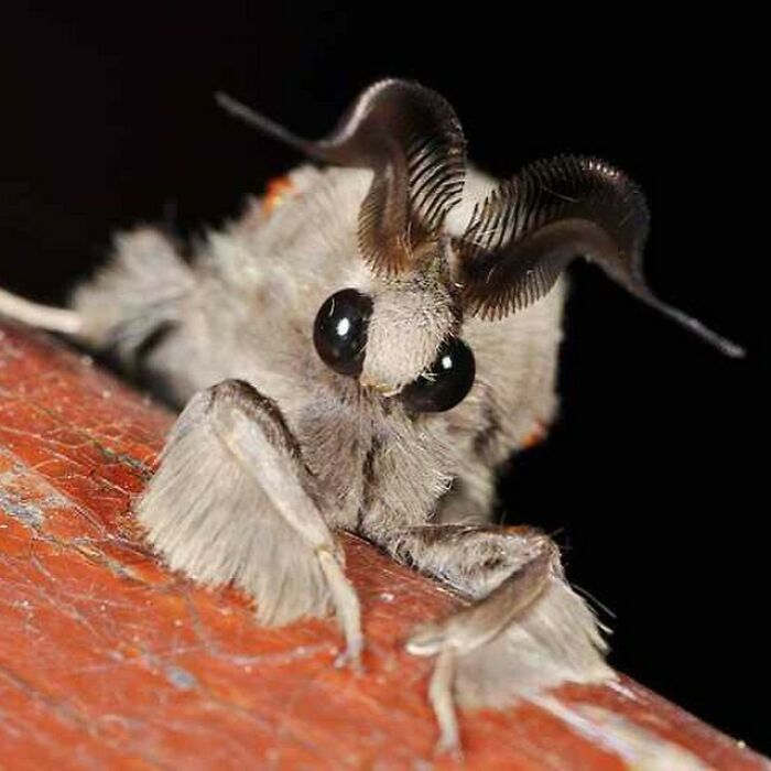 The Venezuelan Poodle Moth