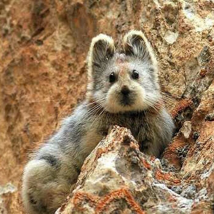 Este diminuto mamífero, conocido como la Pika de Ilí, es originario de una remota región de China y no sabe que es miembro de una especie en peligro de extinción, como tampoco lo sabe la mayoría de la gente