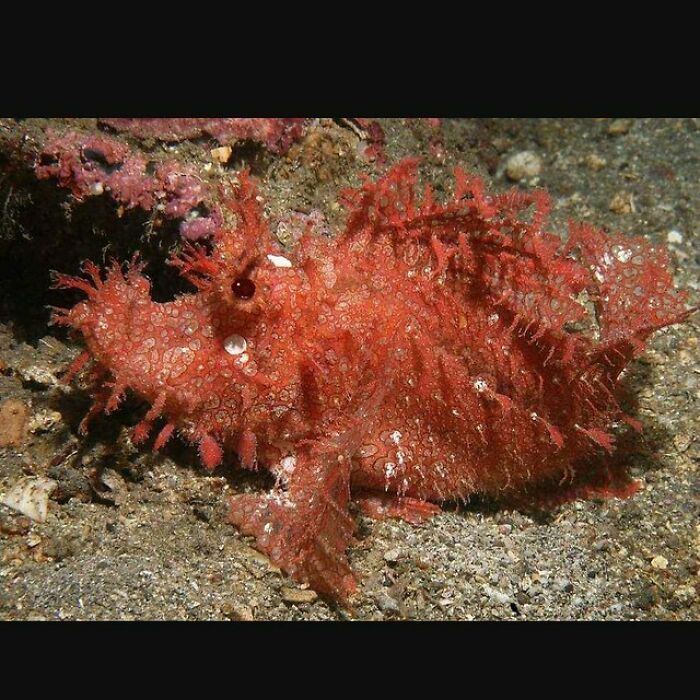 Scorpaenidae, The Scorpionfish, Are A Family Of Mostly Marine Fish That Includes Many Of The World's Most Venomous Species