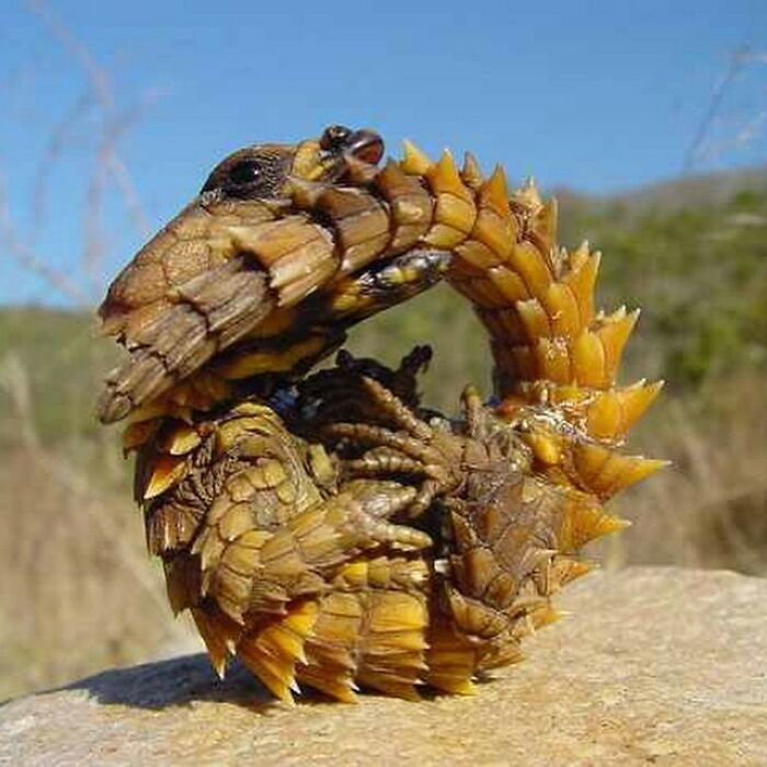 El dragón espinoso es un lagarto australiano, también conocido como diablo de la montaña, lagarto espinoso o Moloch