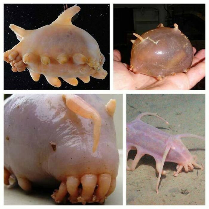 Sea Pigs Are In Fact A Type Of Sea Cucumber