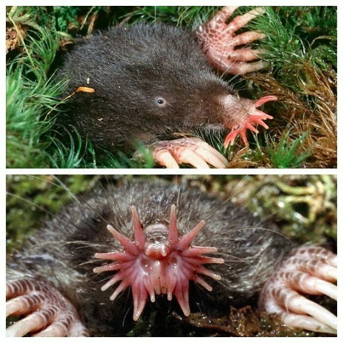 The Star-Nosed Mole Is A Small Mole Found In Moist Low Areas Of Eastern Canada And The Northeastern United States