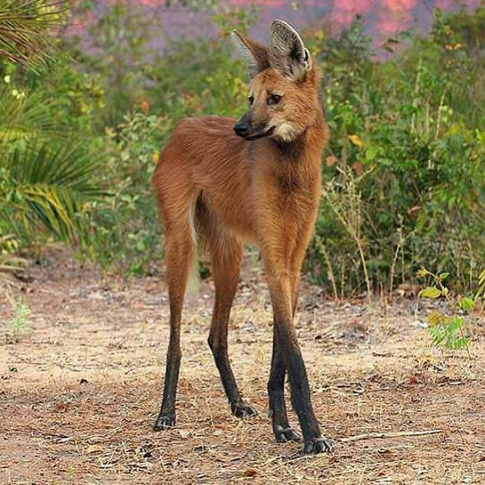 The Maned Wolf Is The Largest Canid Of South America