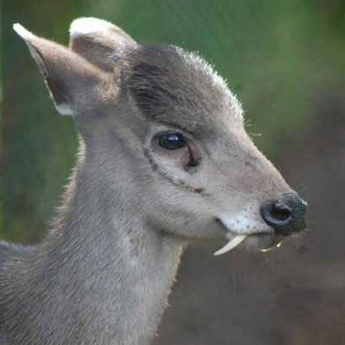 El ciervo de copete es una pequeña especie de ciervo que se caracteriza por un prominente mechón de pelo negro en la frente y por los colmillos de los machos