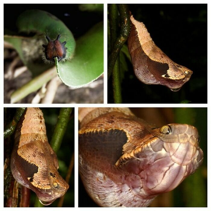 Meet The Snake-Mimicking Butterfly (Dynastor Darius)