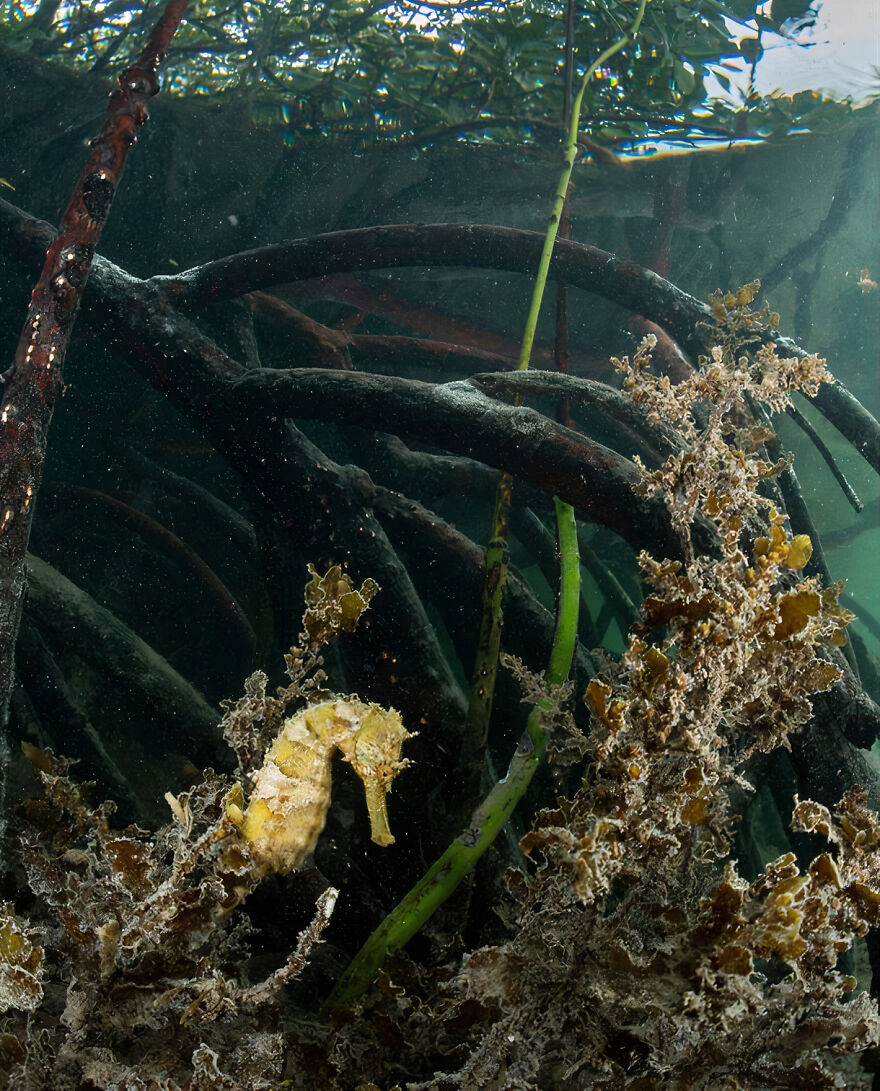 Mangrove Dweller - Joe Daniels, Mauritius
