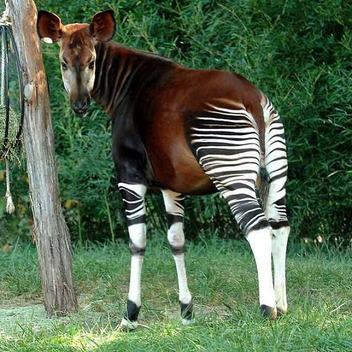 El okapi es un mamífero artiodáctilo jiráfido nativo del noreste del Congo en África Central