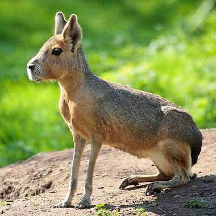 Patagonian Mara: A Relatively Large Rodent In The Mara Genus