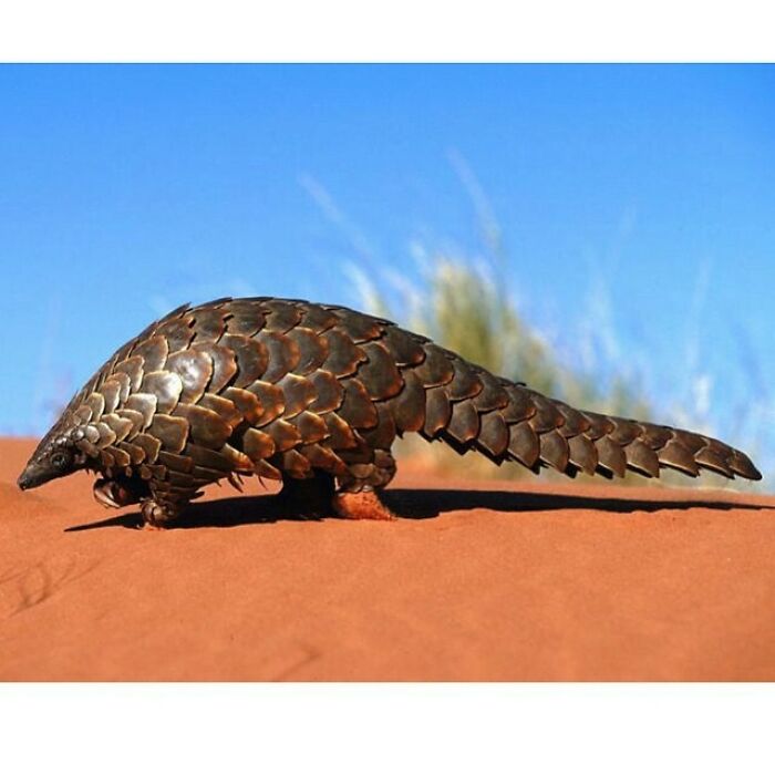 The Pangolin Is A Mammal Of The Order Pholidota