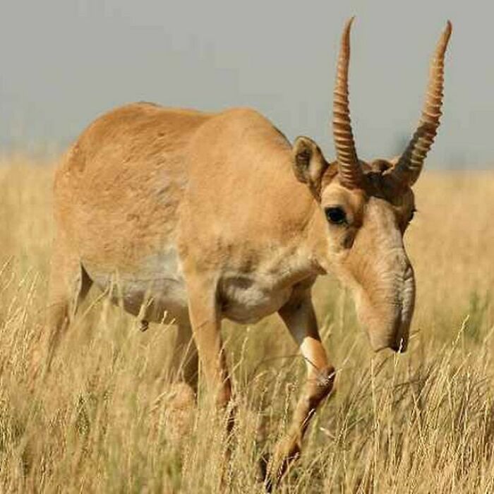 The Saiga Antelope Is A Critically Endangered Antelope That Originally Inhabited A Vast Area Of The Eurasian Steppe Zone