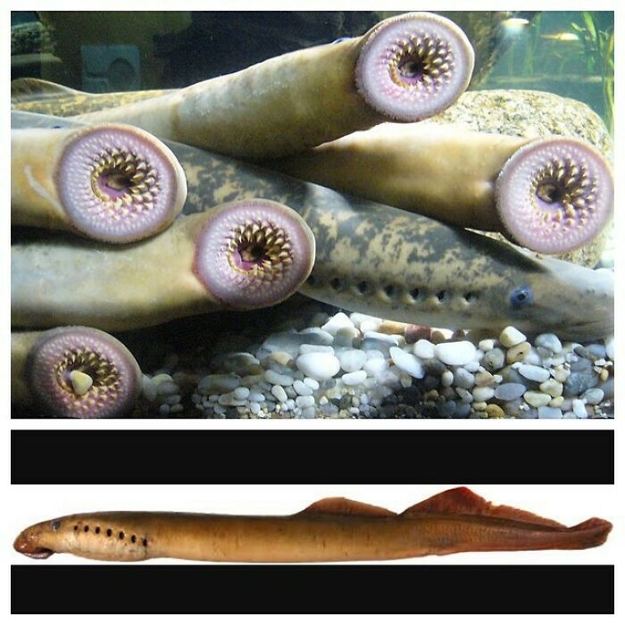 Lampreys Are Any Jawless Fish Of The Order Petromyzontiformes