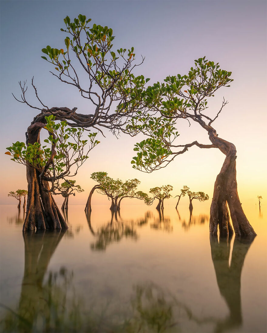 Winner Of Mangroves And Landscape: Walakiri Dancing Trees - Loïc Dupuis, Indonesia