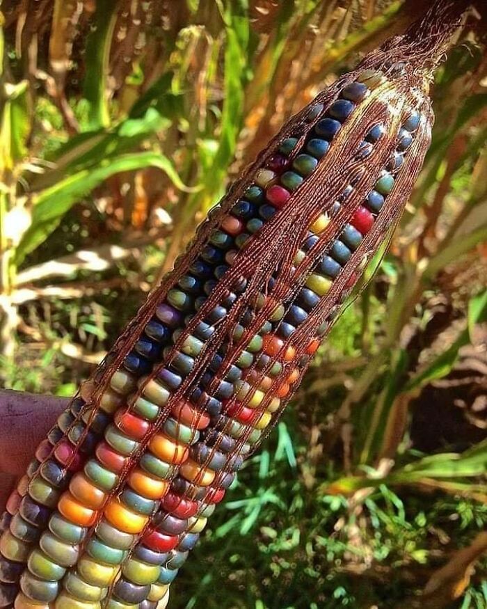The Most Beautiful Corn On This Planet. It's A Native American Variety Called 'Glass Gem Corn' And Yes It Really Does Grow Like That