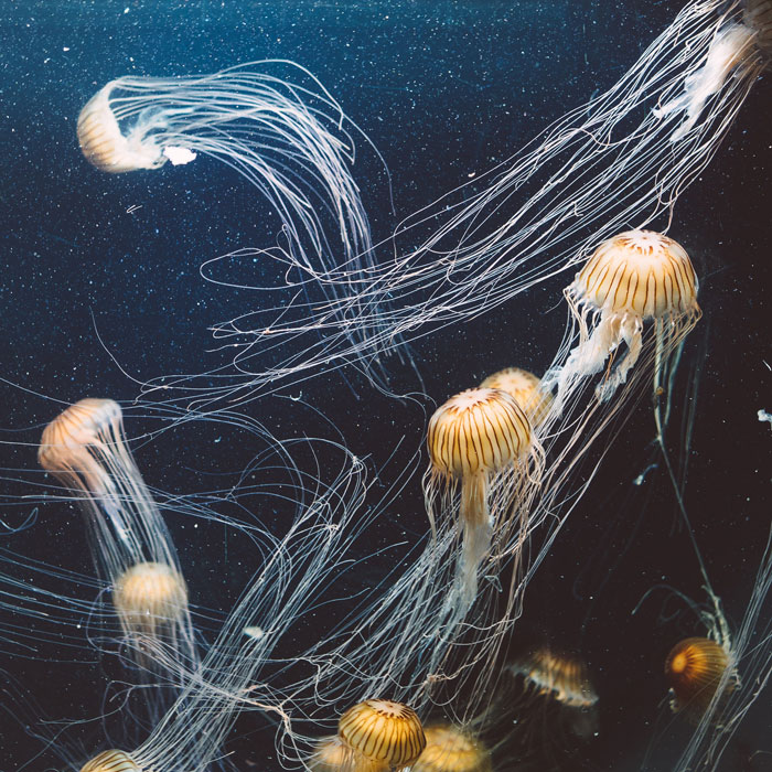 Swim In Jellyfish Lake In Palau