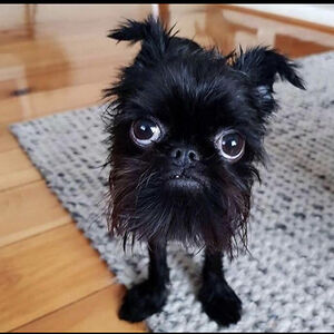 davidszczytko avatar