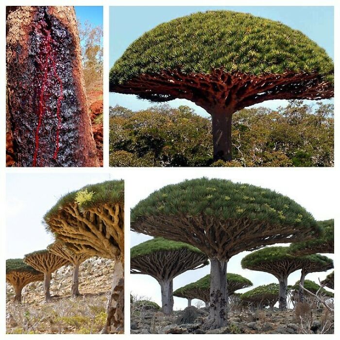 Dracaena Cinnabari, The Socotra Dragon Tree Or Dragon Blood Tree, Is A Dragon Tree Native To The Socotra Archipelago In The Indian Ocean