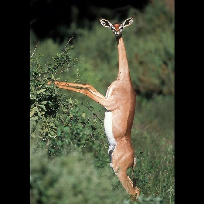 The Gerenuk Is A Long-Necked Species Of Antelope Found In Dry Thorn Shrubland And Desert In The Horn Of Africa And The African Great Lakes Region