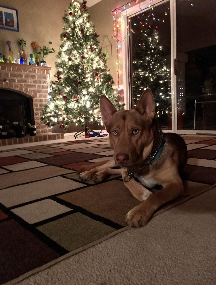 Christmas In The Desert