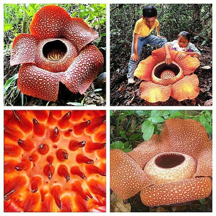 Rafflesia Arnoldii: The Largest Flower In The World, This Parasitic Plant Can Bloom Over Three Feet Tall