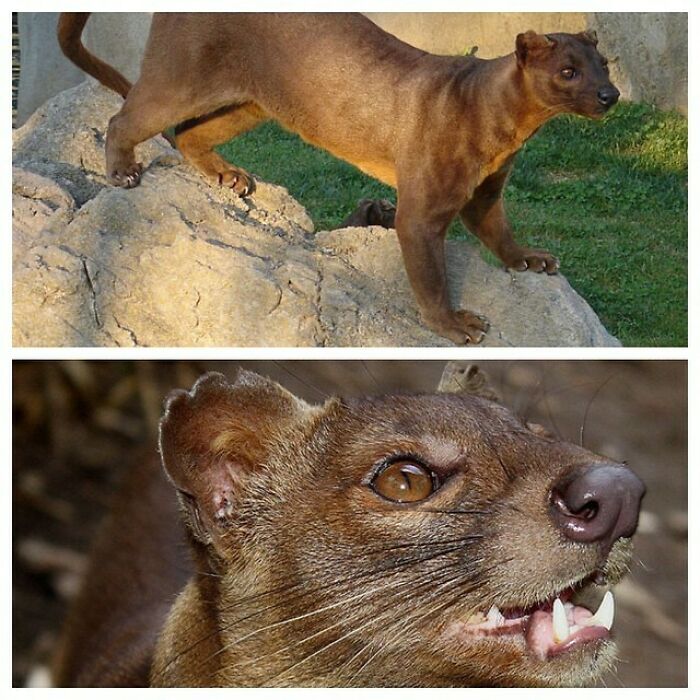 The Fossa Is The Largest Mammalian Carnivore On The Island Of Madagascar And Has Been Compared To A Small Cougar